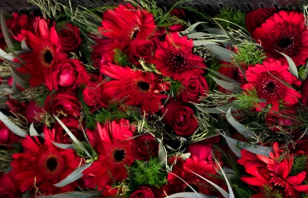 O22-flores-rojas